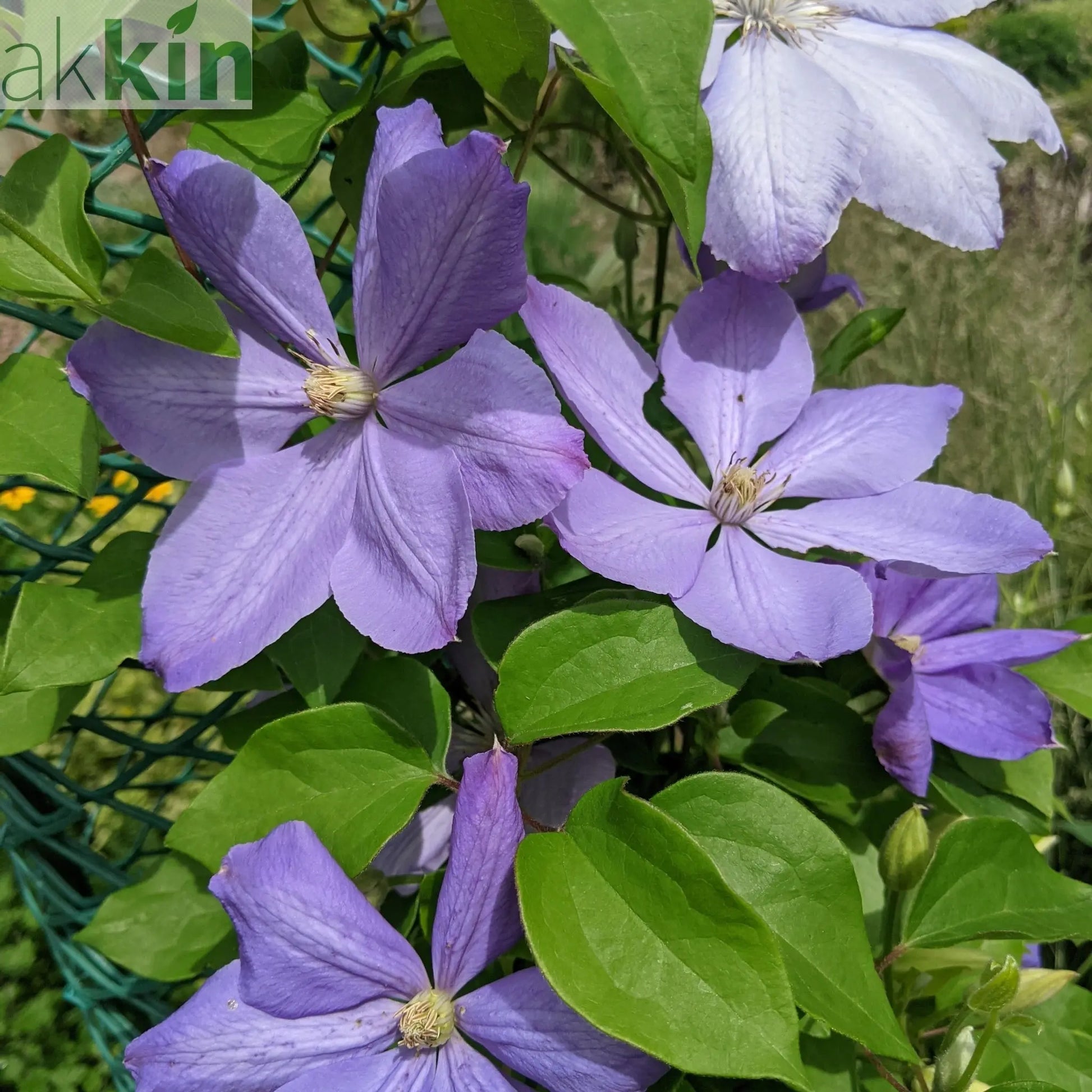 Clematis 'Mrs. Cholmondeley' 60cm One Click Plants