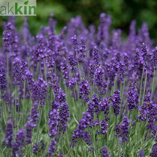 Lavender angustifolia 'Hidcote' (9cm/2L) One Click Plants