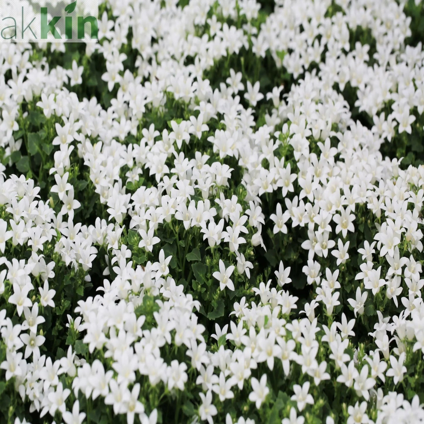 Campanula portenschlagiana 'Clockwise' White 9cm One Click Plants