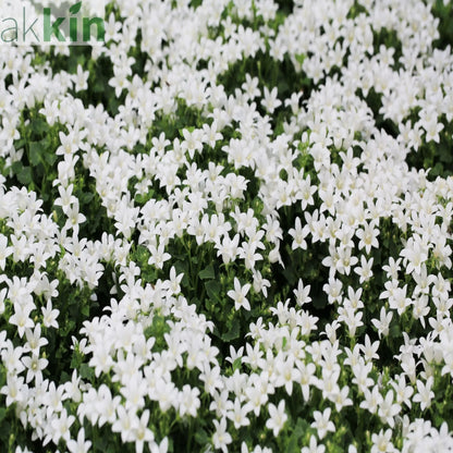 Campanula portenschlagiana 'Clockwise' White 9cm One Click Plants