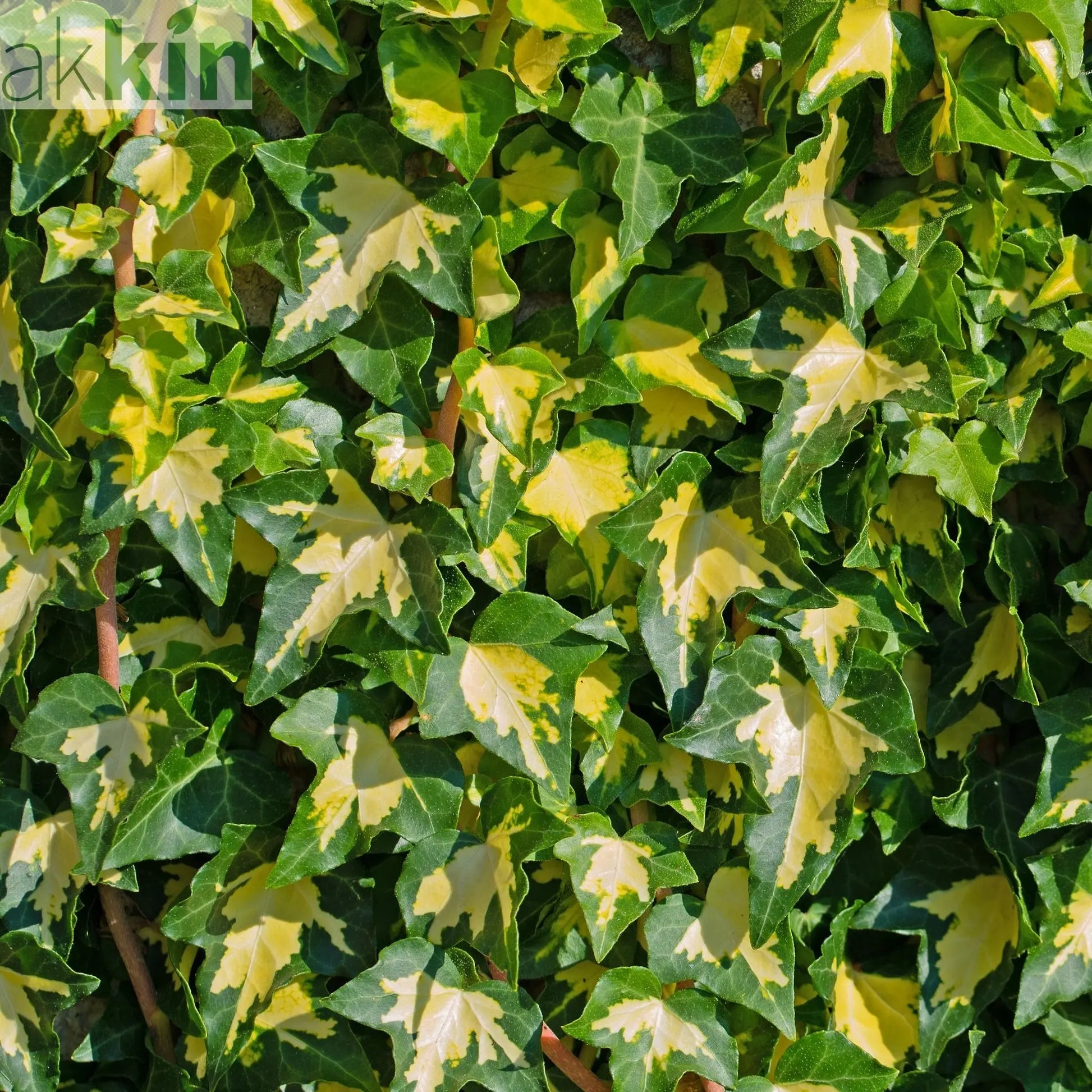 Hedera helix 'Goldheart' 60-70cm One Click Plants
