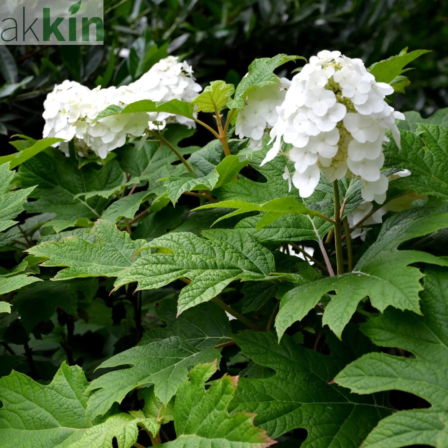 Hydrangea Quercifolia Snow Queen 2L One Click Plants