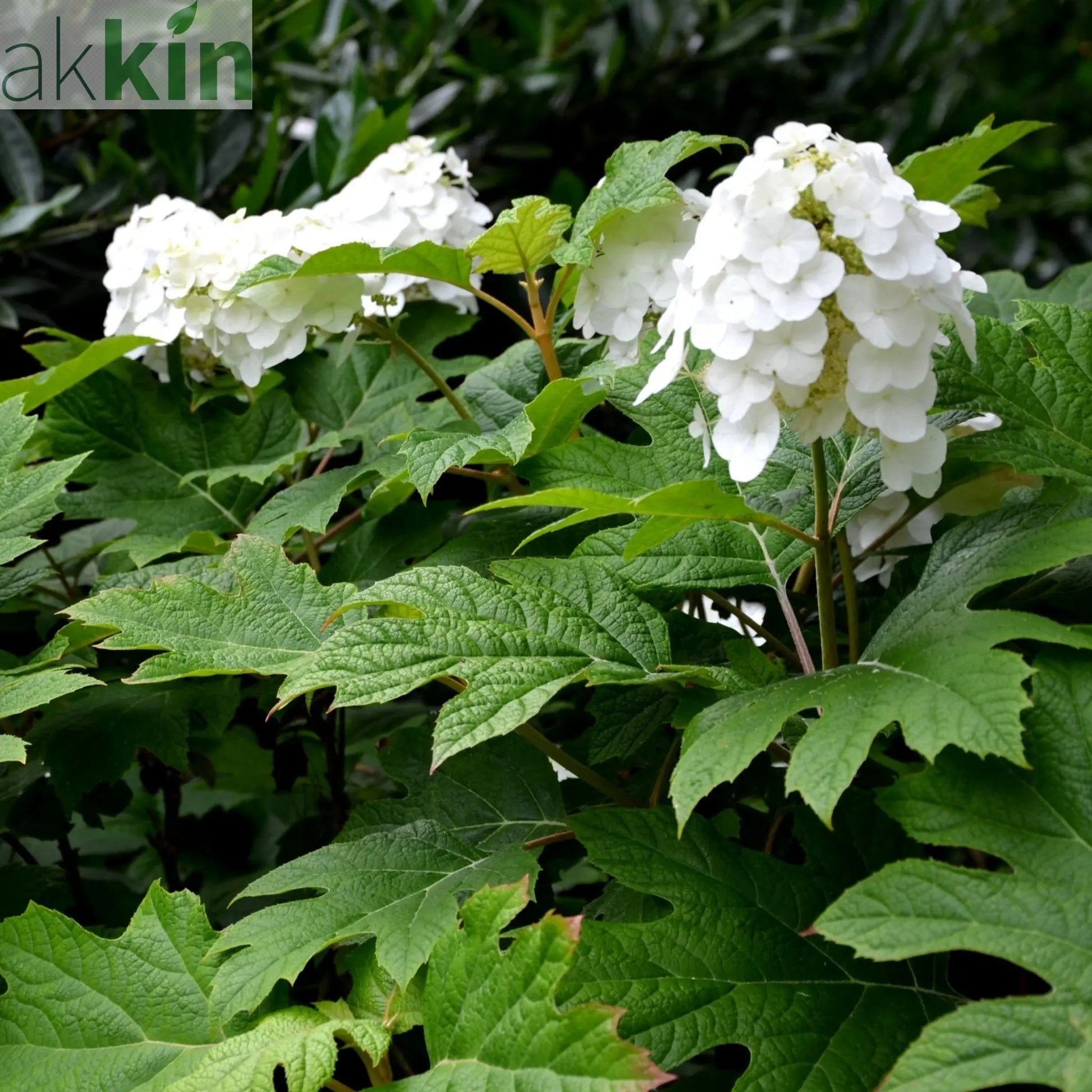 Hydrangea Quercifolia Snow Queen 2L One Click Plants