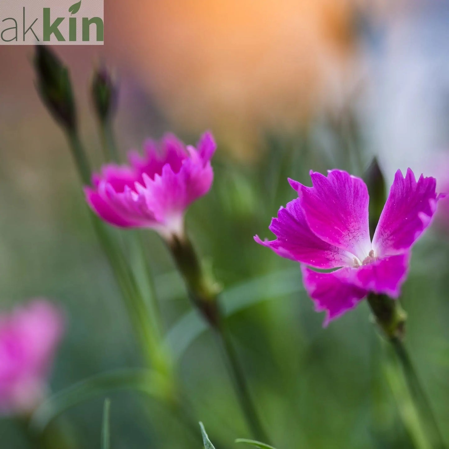 Dianthus - Kahori 3L One Click Plants
