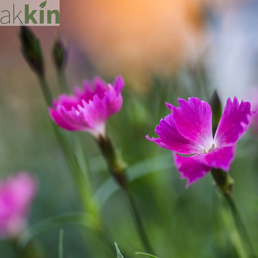 Dianthus - Kahori 3L One Click Plants