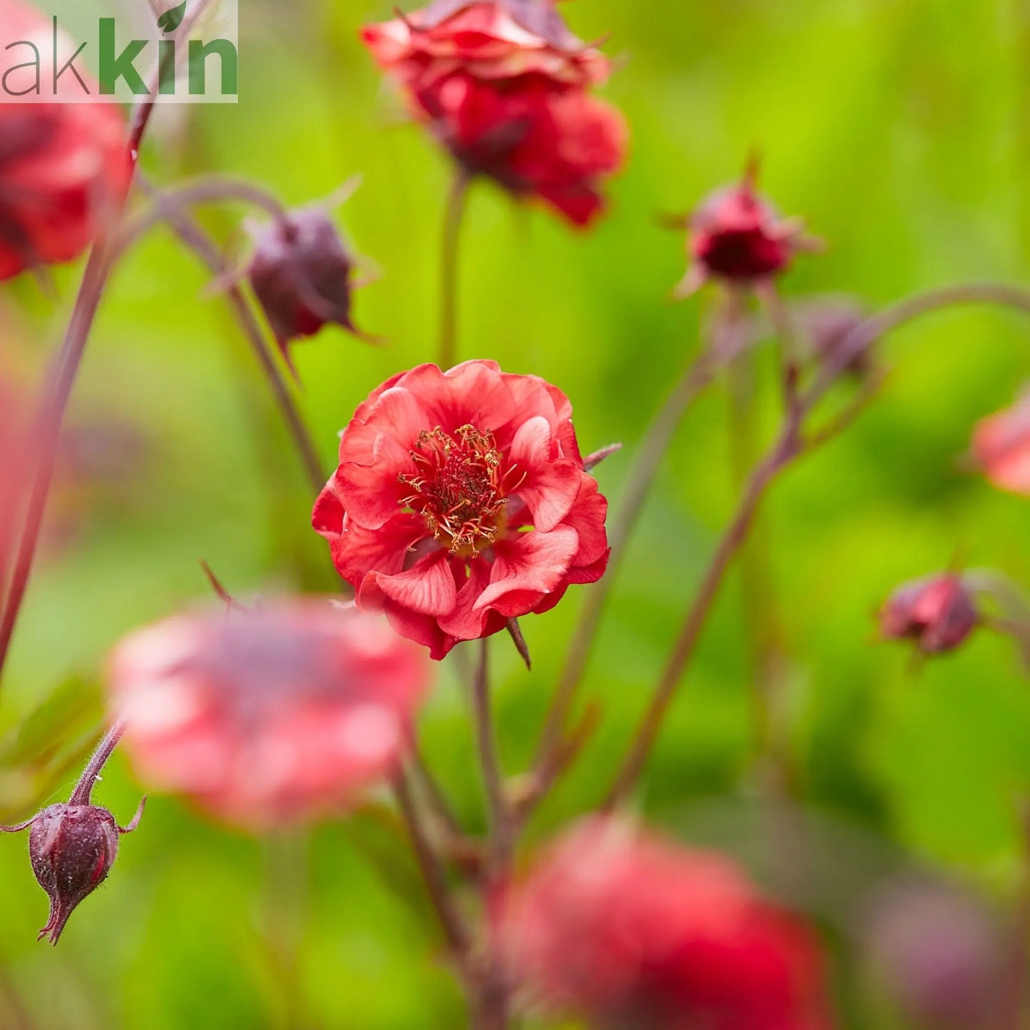 Geum 'Flames of Passion' 9cm One Click Plants