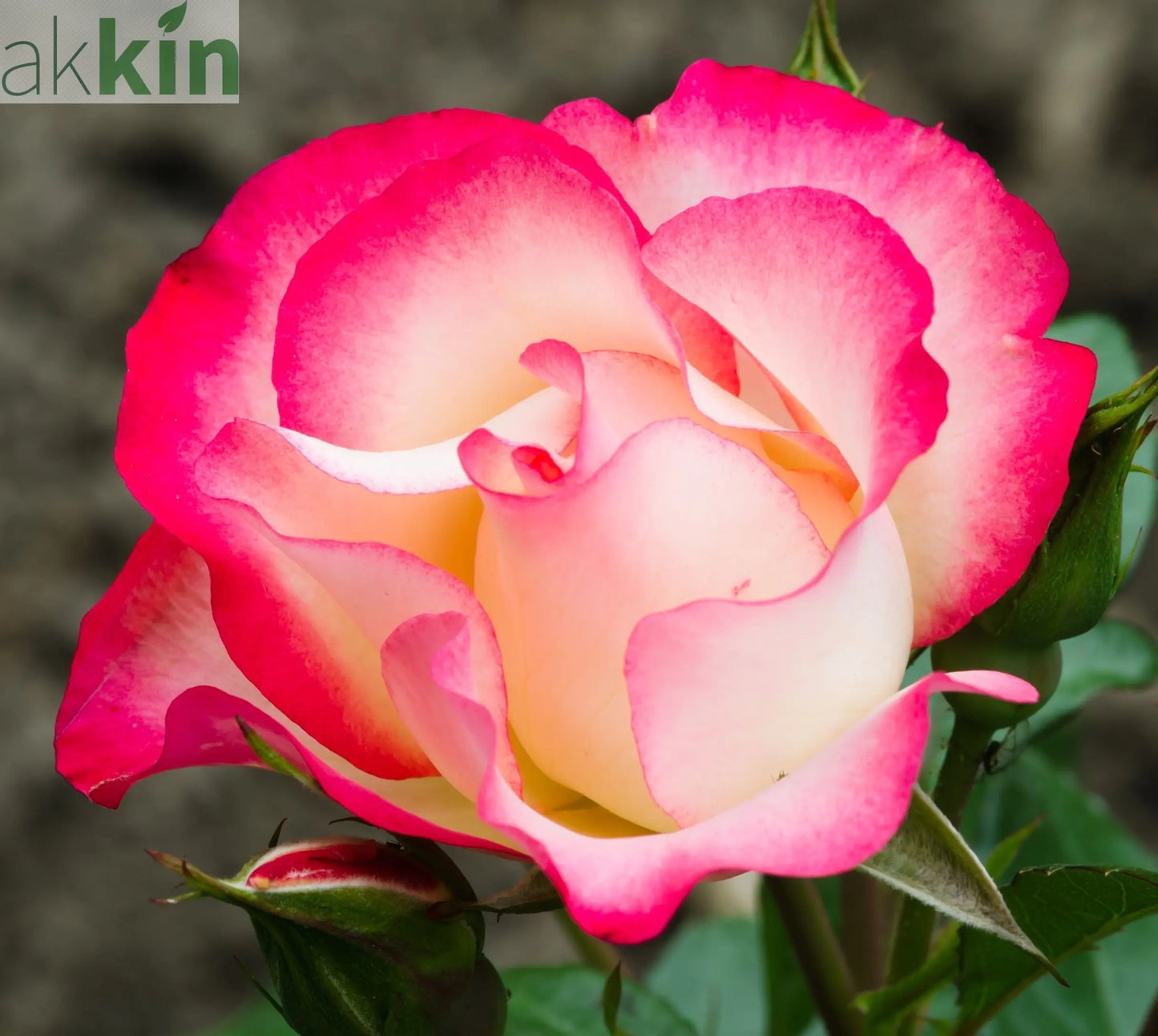 Rose Birthday Girl ‘Meilasso’ | Floribunda Rose | 4L Potted Rose (PRE ORDER DECEMBER '25) One Click Plants