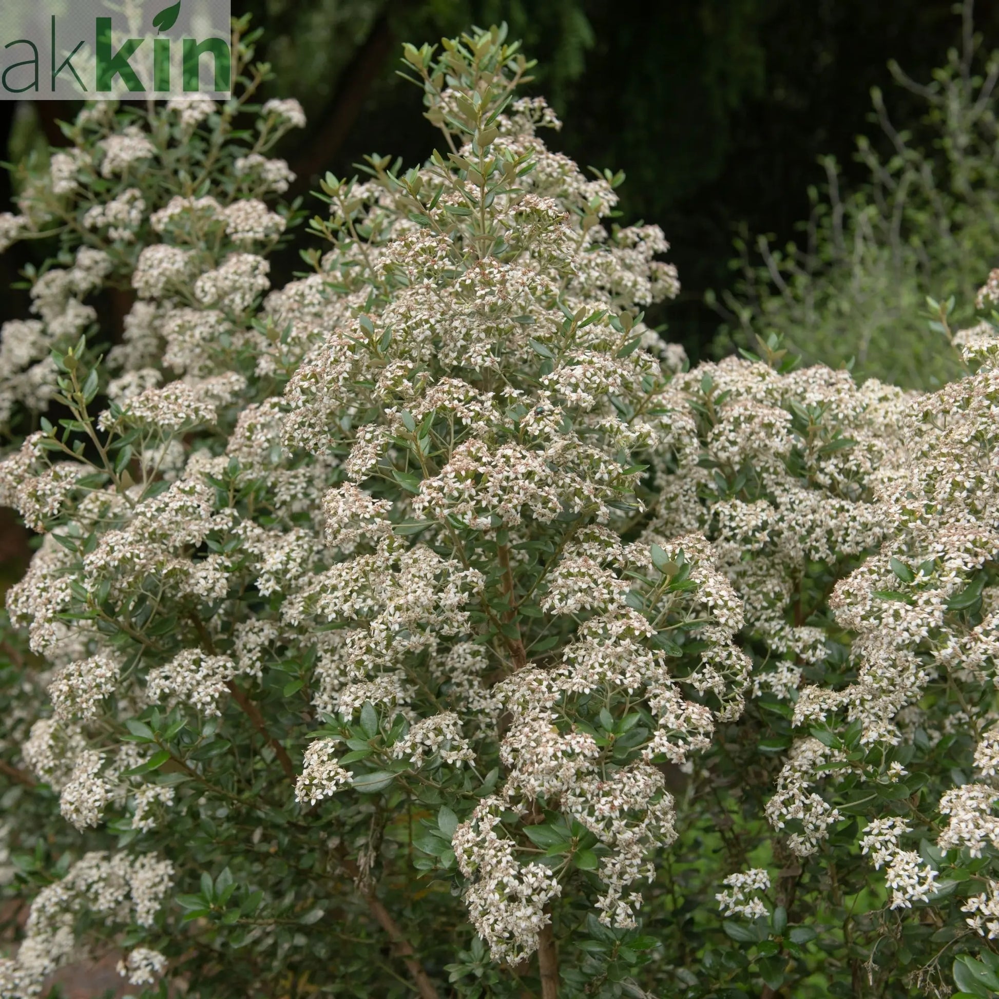 Olearia x Haastii (Daisy Bush) 9cm One Click Plants