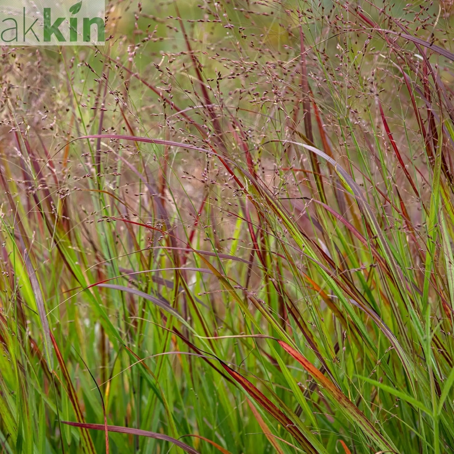 Panicum virgatum 'Shenandoah' 9cm One Click Plants
