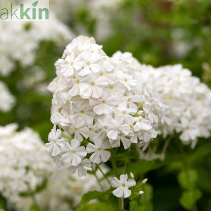 Phlox paniculata Early White 2L One Click Plants