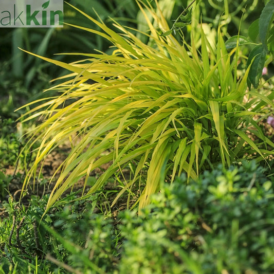 Hakonechloa macra 'Allgold' Grass 9cm / 2L One Click Plants
