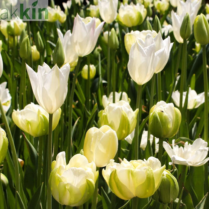 Tulip 'Purissima' (4 Bulbs) One Click Plants