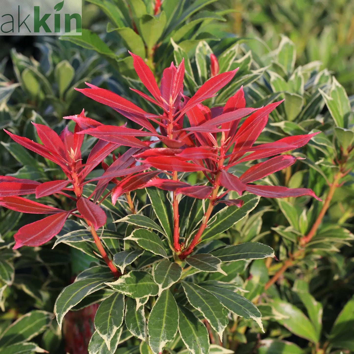 Pieris japonica Carnaval 1.5L One Click Plants