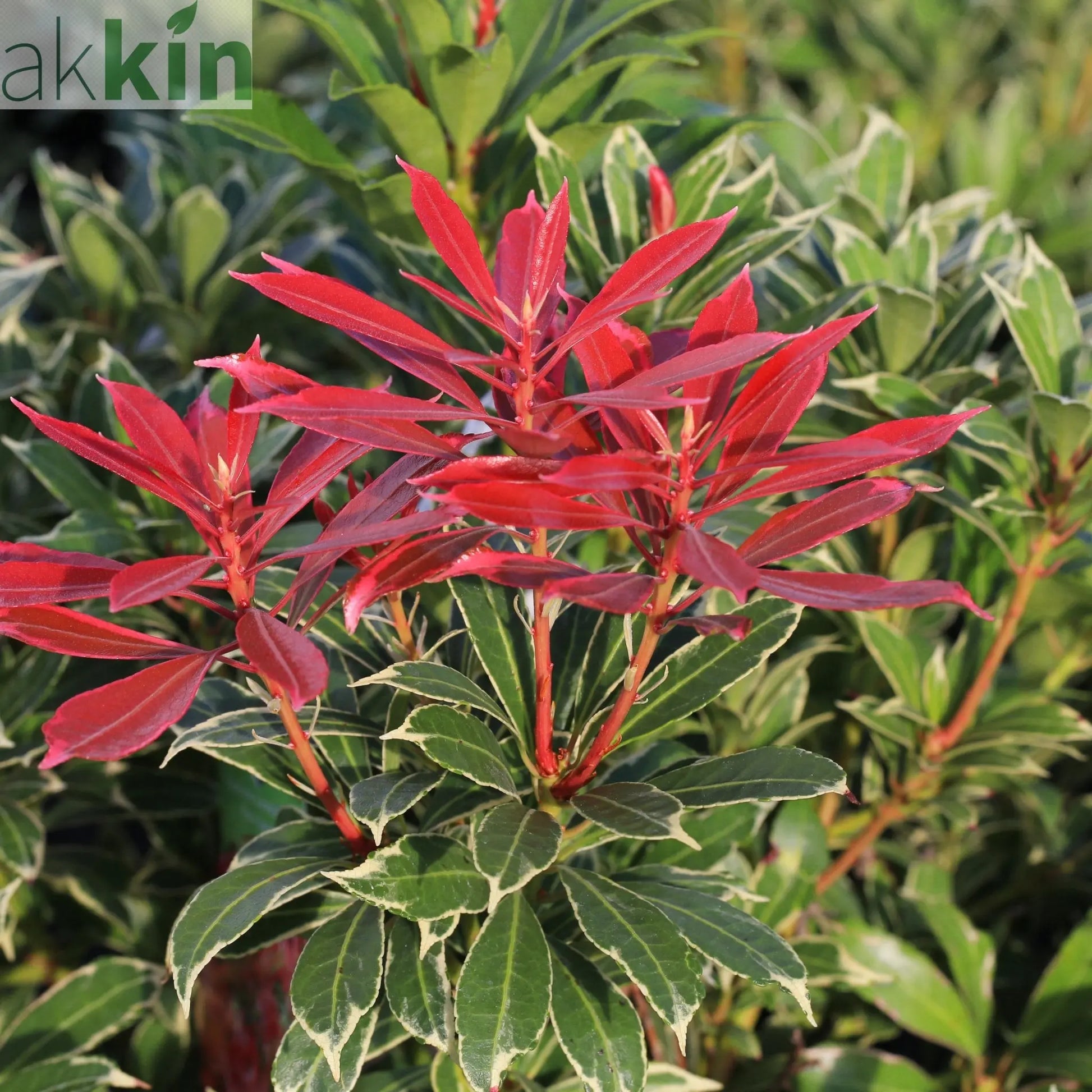 Pieris japonica Carnaval 1.5L One Click Plants