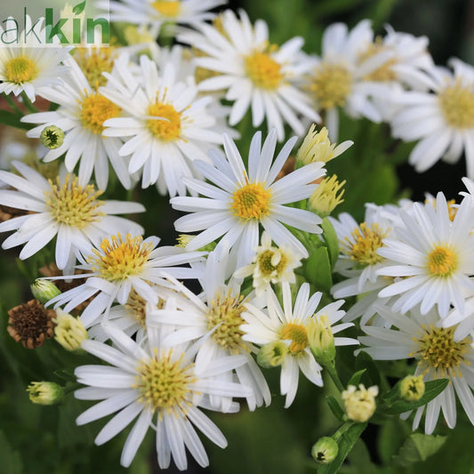 Aster ageratoides 'Starshine' 9cm One Click Plants