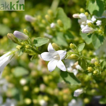 Campanula portenschlagiana 'Clockwise' White 9cm One Click Plants