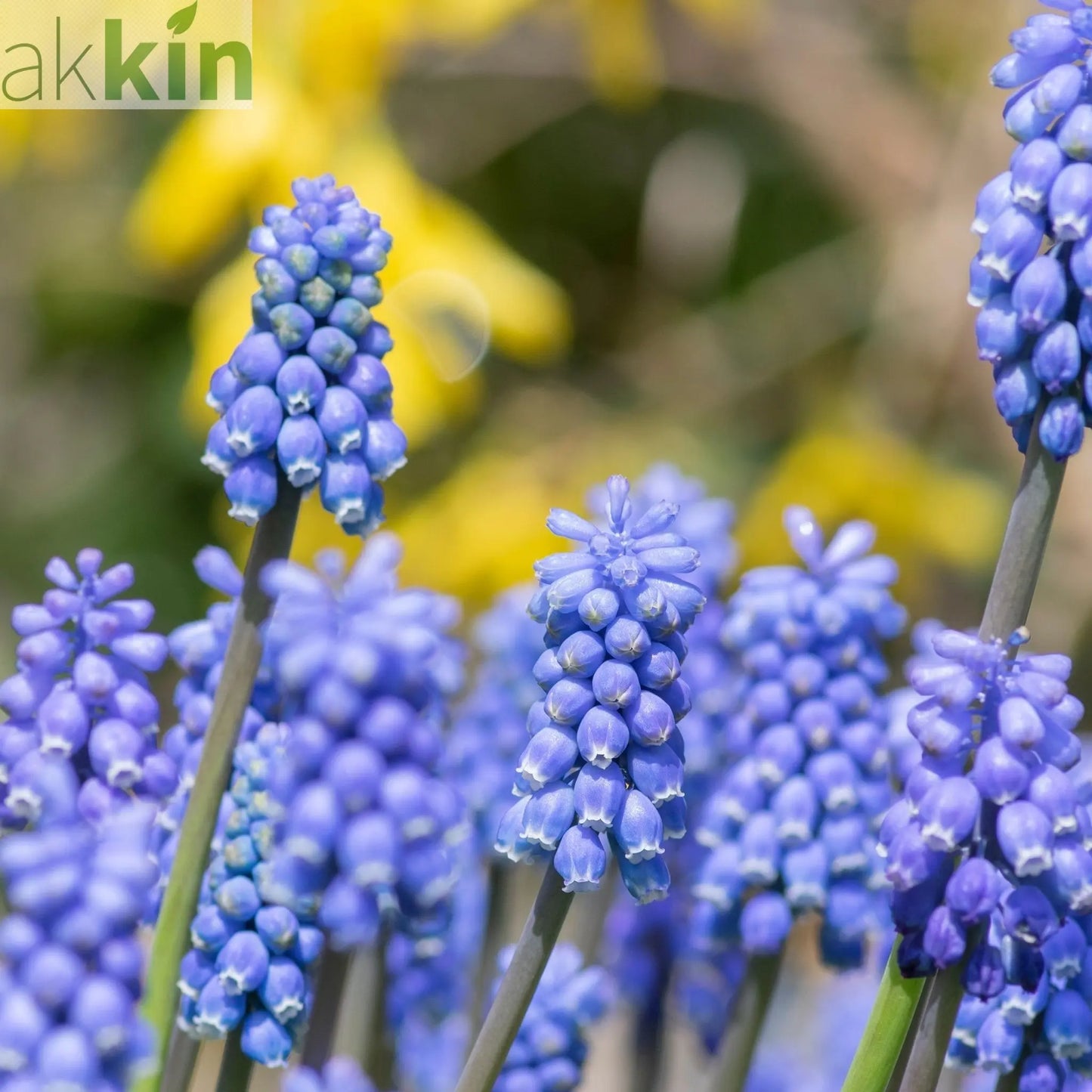 Muscari Blue Grape Hyacinths (20 Bulbs) One Click Plants