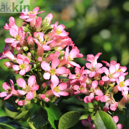 Escallonia 'Pink Elle' 9cm One Click Plants