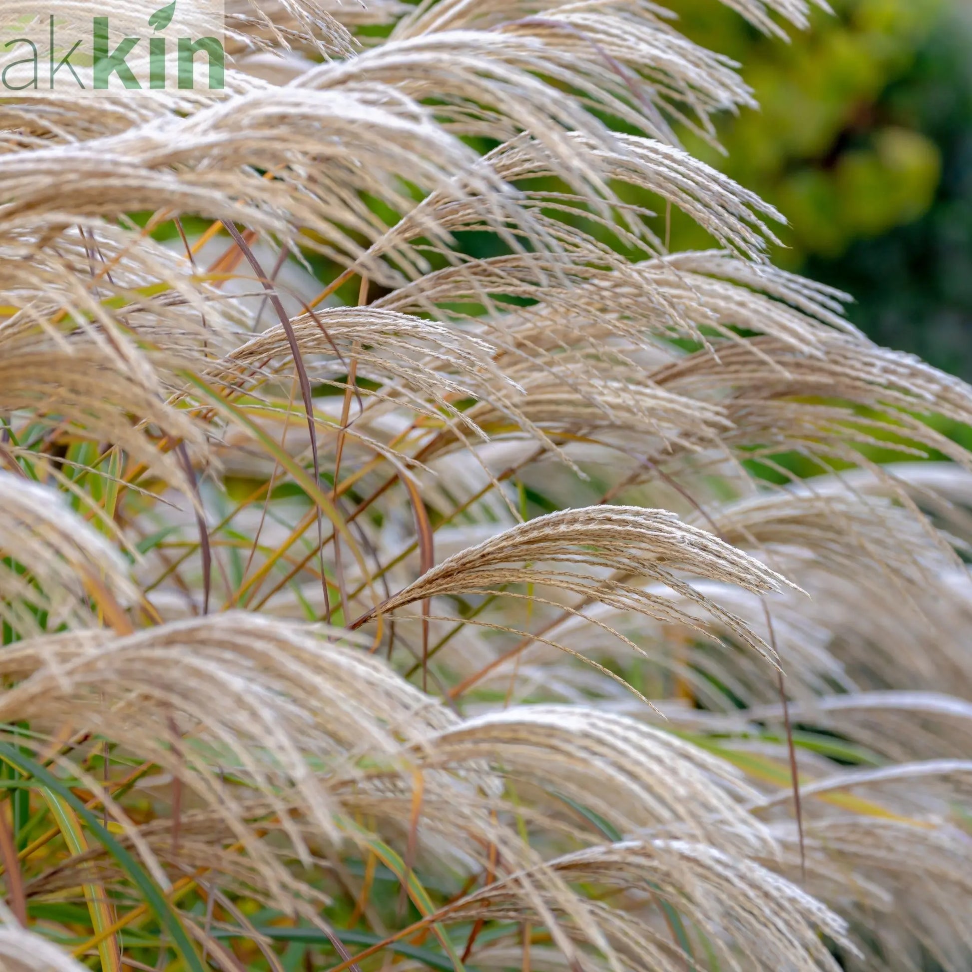 Miscanthus sinensis 'Kleine Silberspinne' 2L One Click Plants