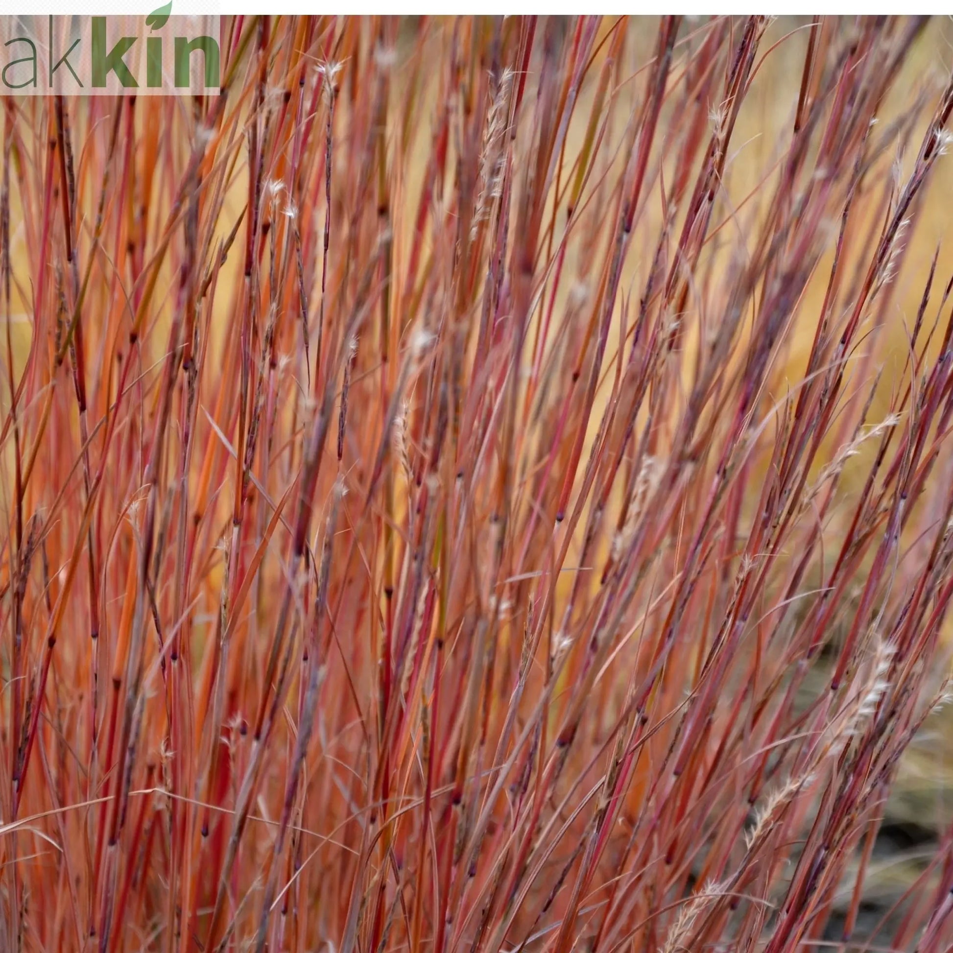 Stipa arundinacea 9cm One Click Plants