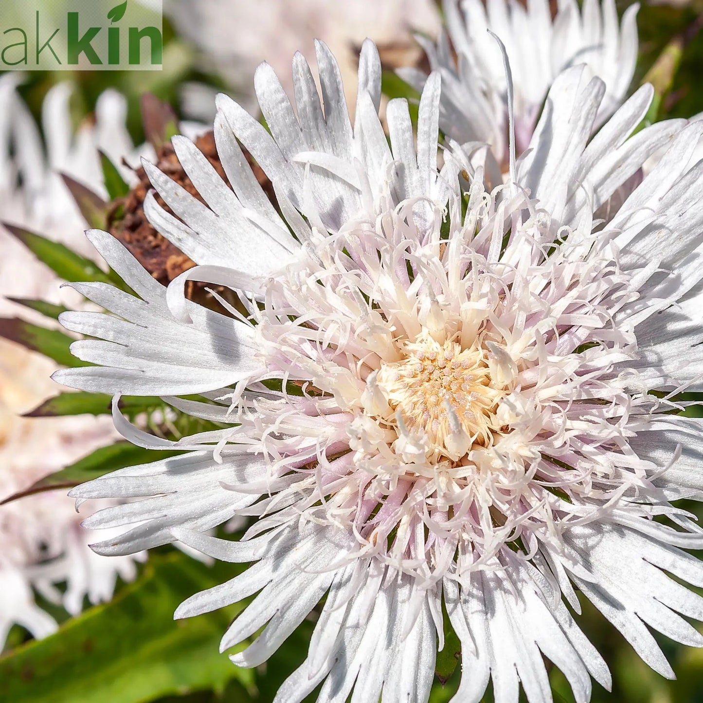 Stokesia 'Divinity' 2L One Click Plants