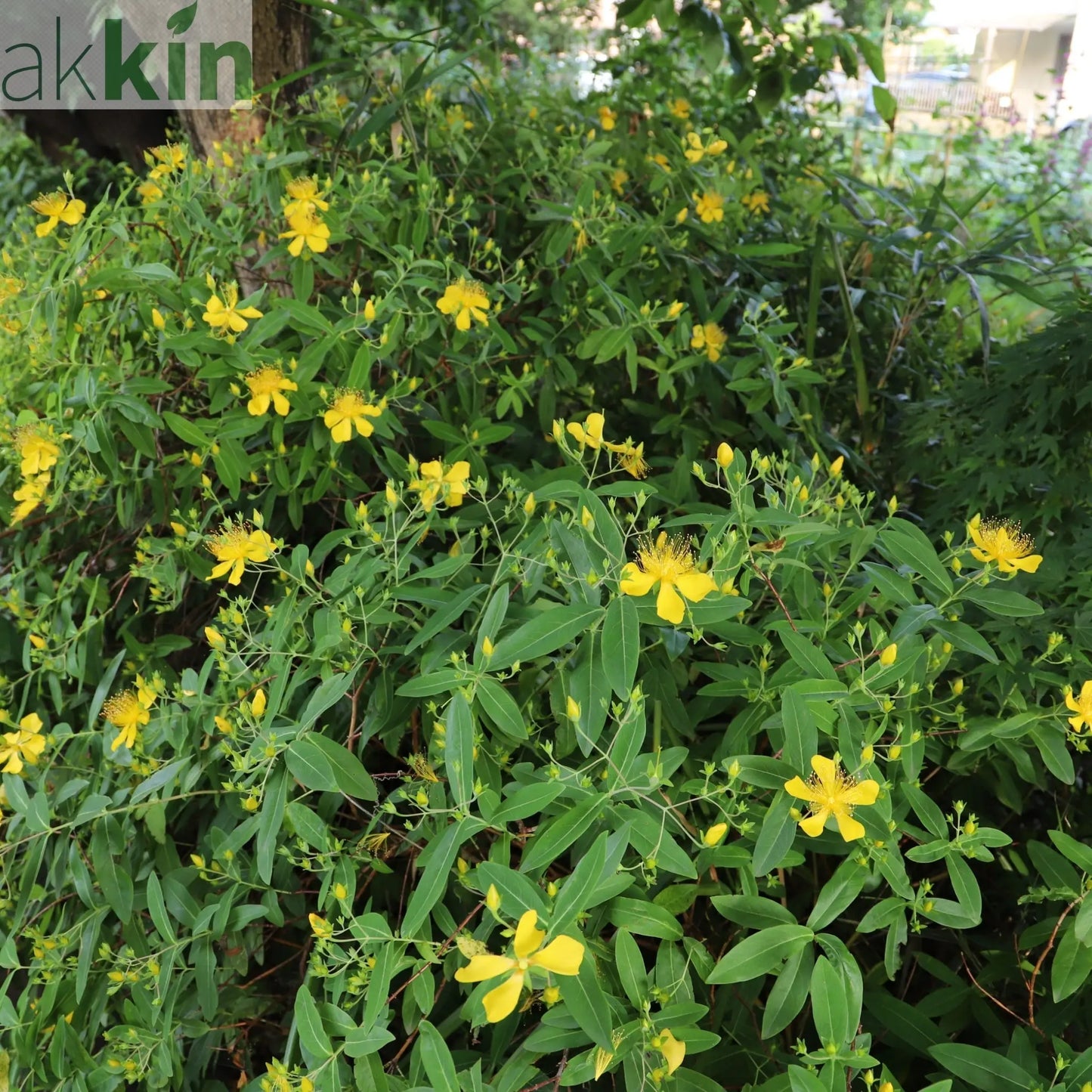Hypericum 'Magical Sunshine' 2L One Click Plants