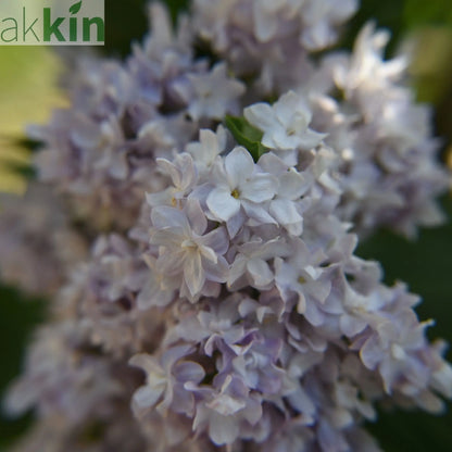 Syringa vulgaris 'Michel Buchner' 2L One Click Plants