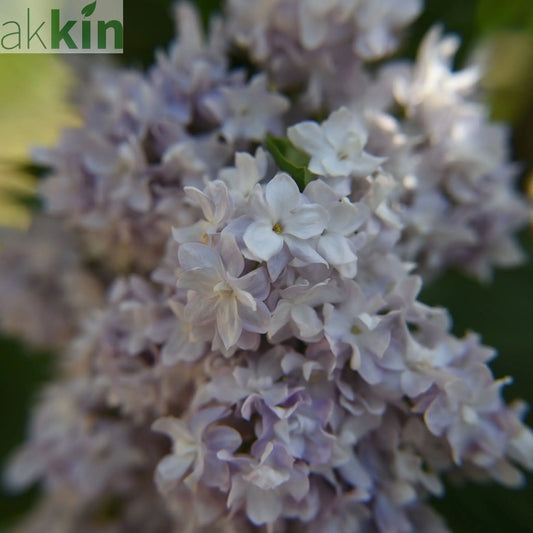 Syringa vulgaris 'Michel Buchner' 2L One Click Plants
