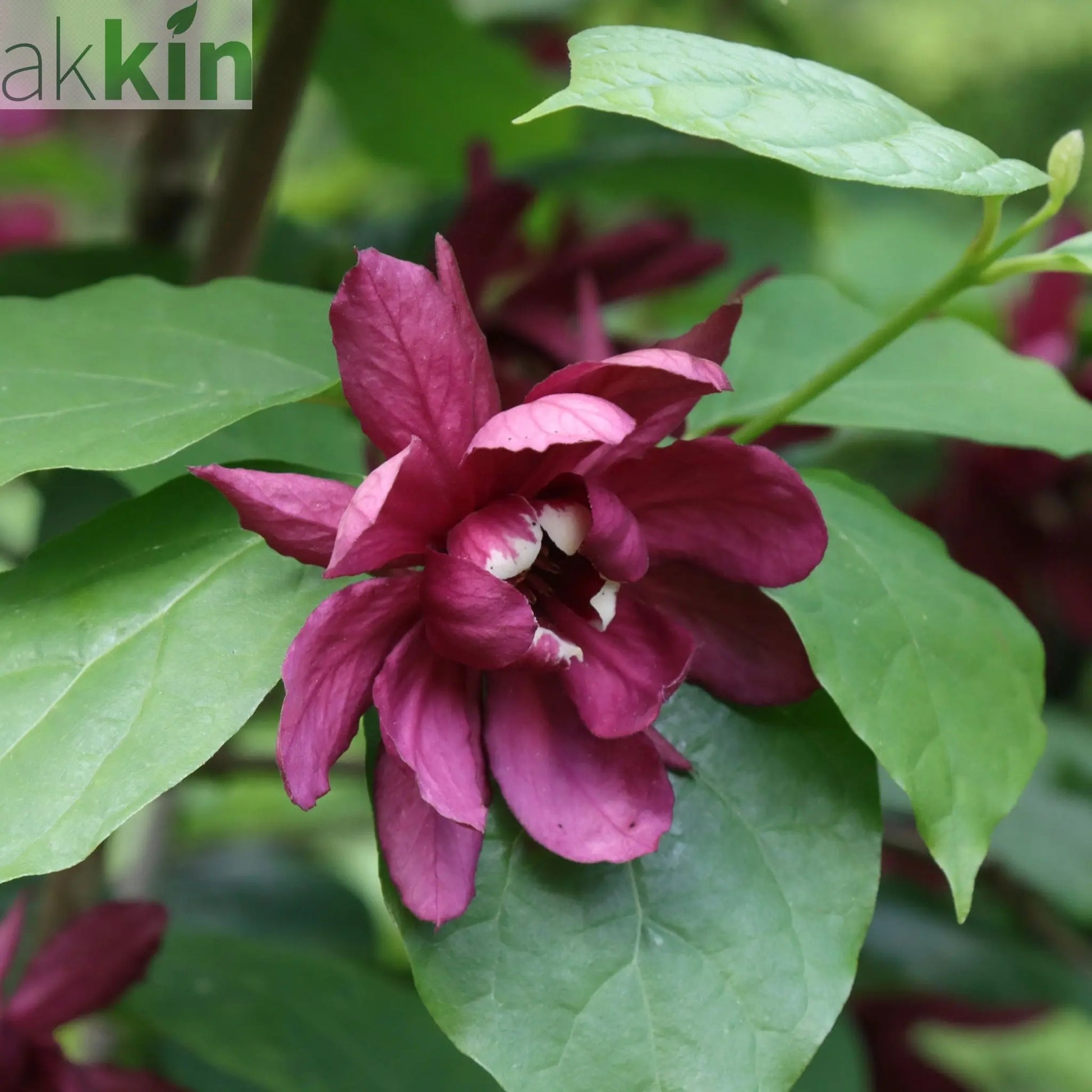 Calycanthus Floridus 3L One Click Plants