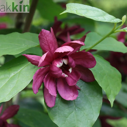 Calycanthus Floridus 3L One Click Plants
