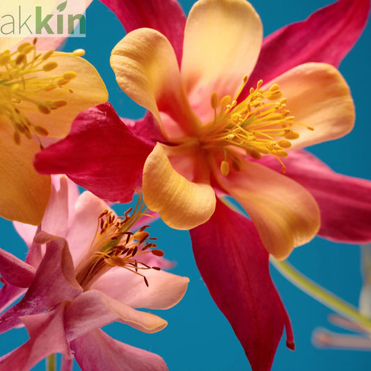 Aquilegia earlybird  Red/Yellow 9cm One Click Plants