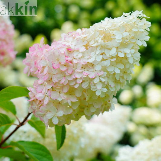 Hydrangea paniculata 'Pink Lady' 1L / 1.5L One Click Plants