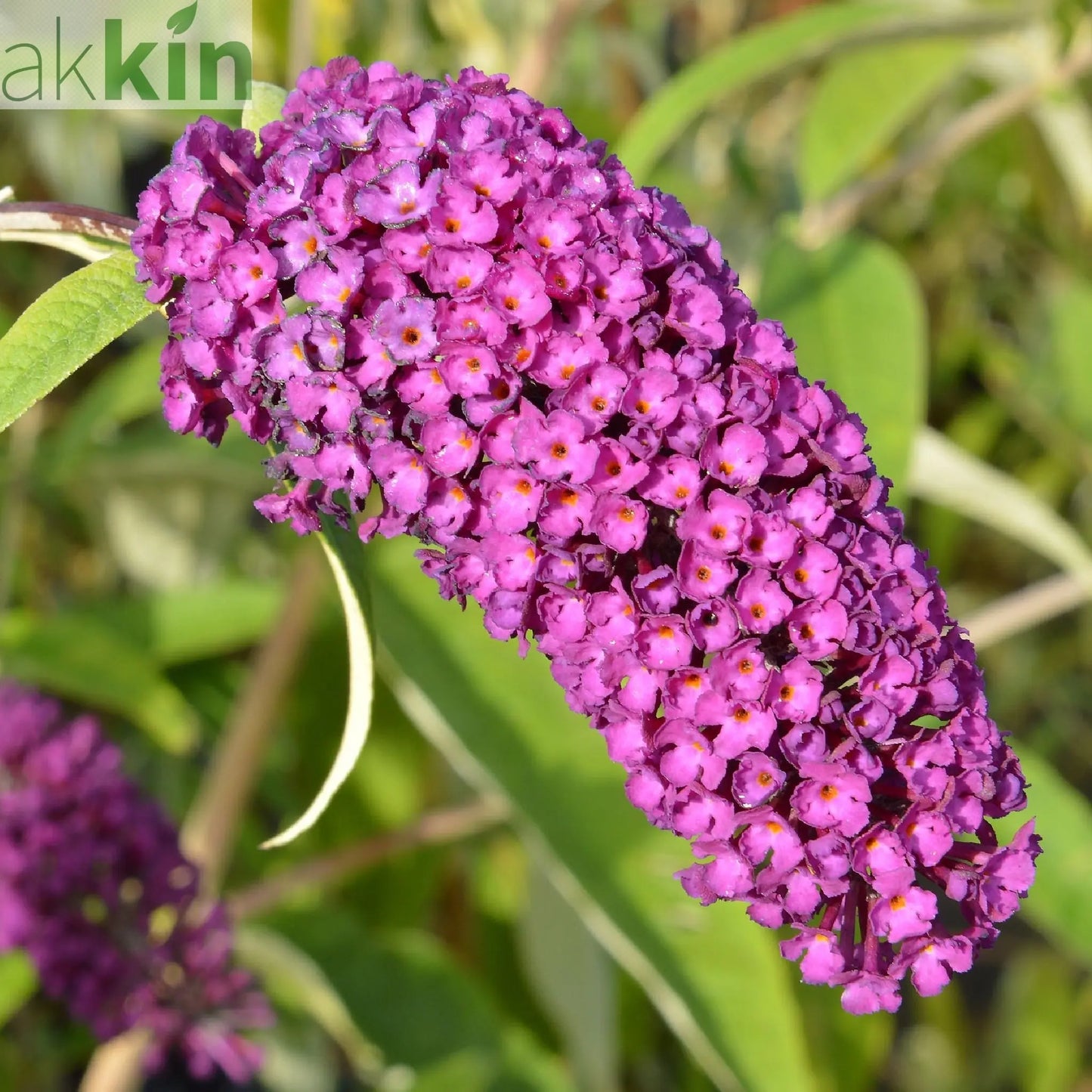 Buddleja davidii 'Royal Red' 1L / 2L One Click Plants