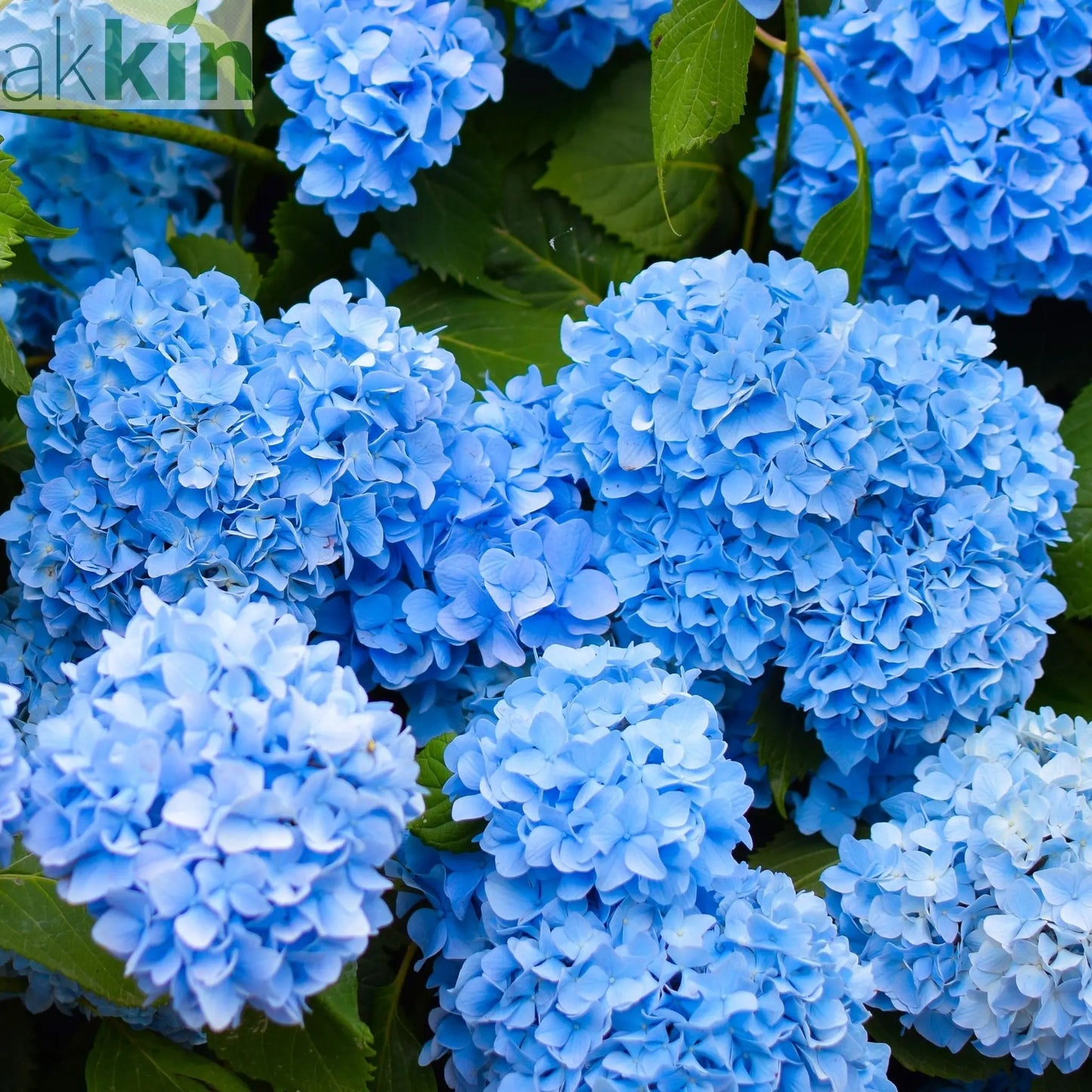 Hydrangea macrophylla | Surprise colour 1.5L (Our Choice) One Click Plants