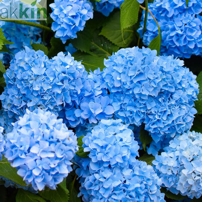 Hydrangea macrophylla | Surprise colour 1.5L (Our Choice) One Click Plants