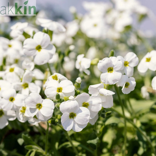 Aubrieta hybrida 'Axcent White' 9cm One Click Plants