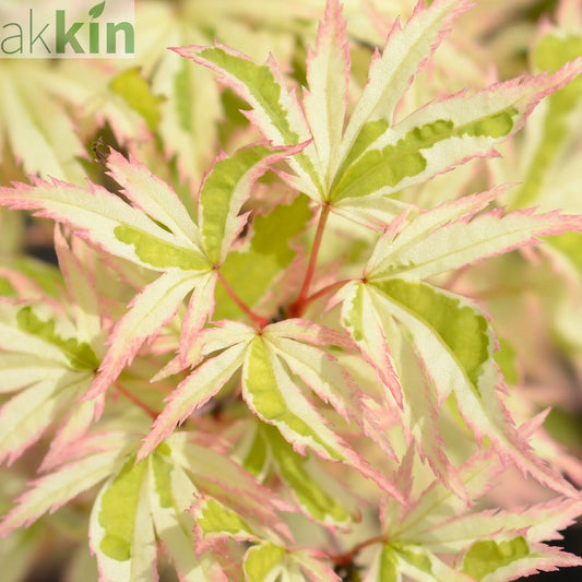 Acer palmatum Oridono-nishiki 3L One Click Plants
