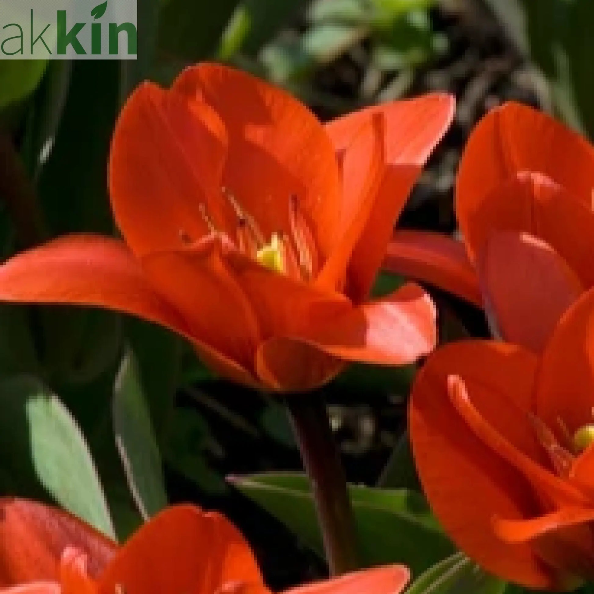 Tulip 'Showwinner' (5 Bulbs) One Click Plants