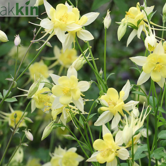 Aquilegia 'Spring Magic Yellow' One Click Plants