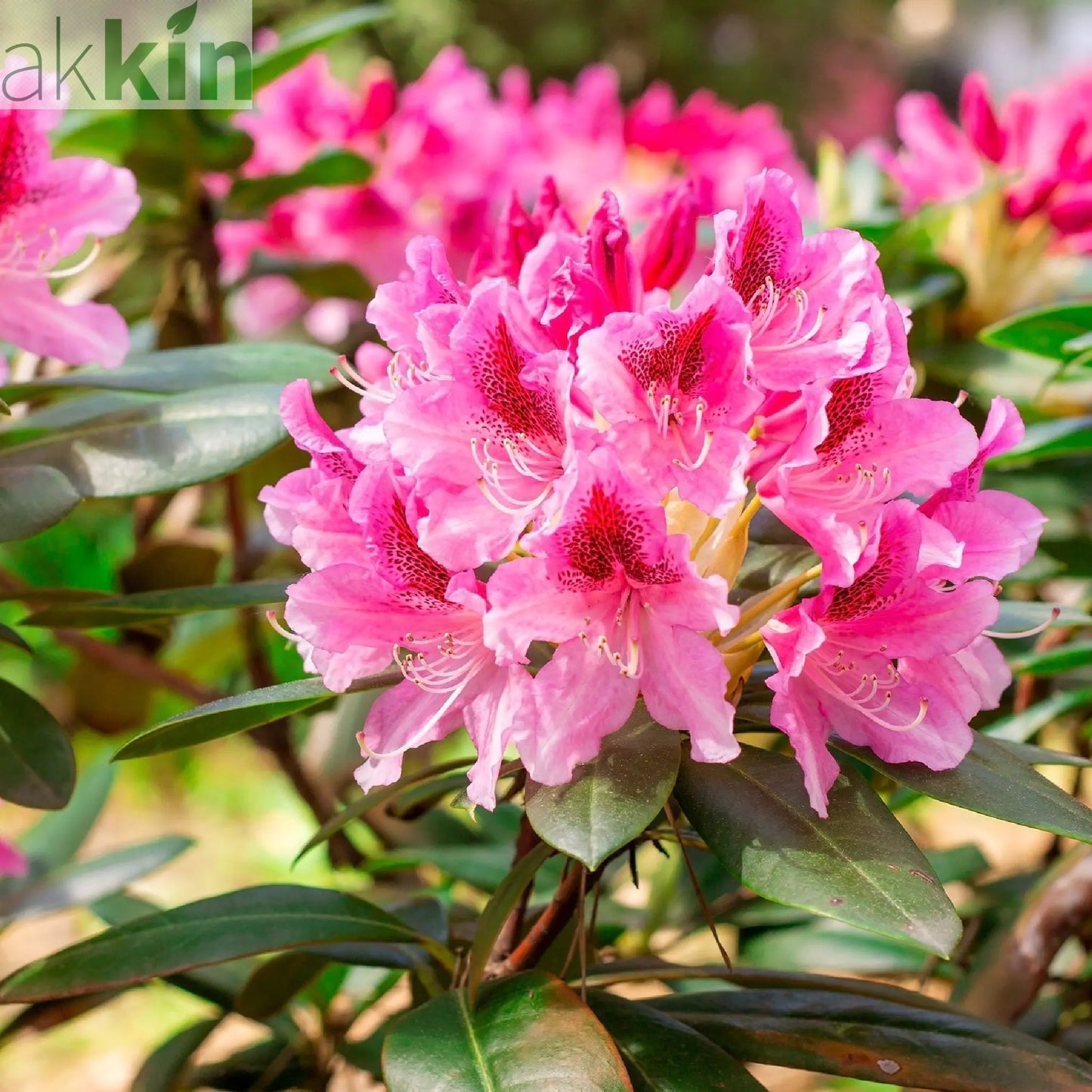 Rhododendron 'Cosmopolitan' 3L One Click Plants