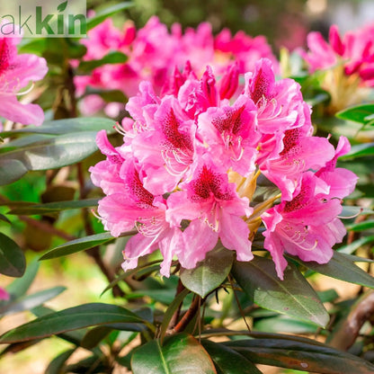 Rhododendron 'Cosmopolitan' 3L One Click Plants