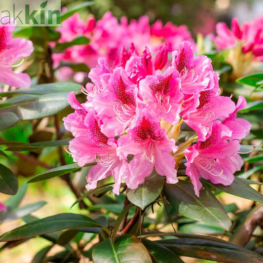 Rhododendron 'Cosmopolitan' 3L One Click Plants