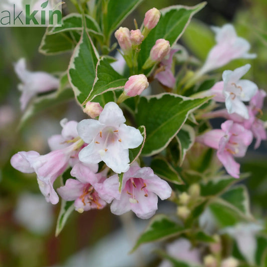 Weigela 'Nana Variegata' 2L One Click Plants