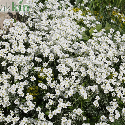 CERASTIUM tomentosum 9cm One Click Plants