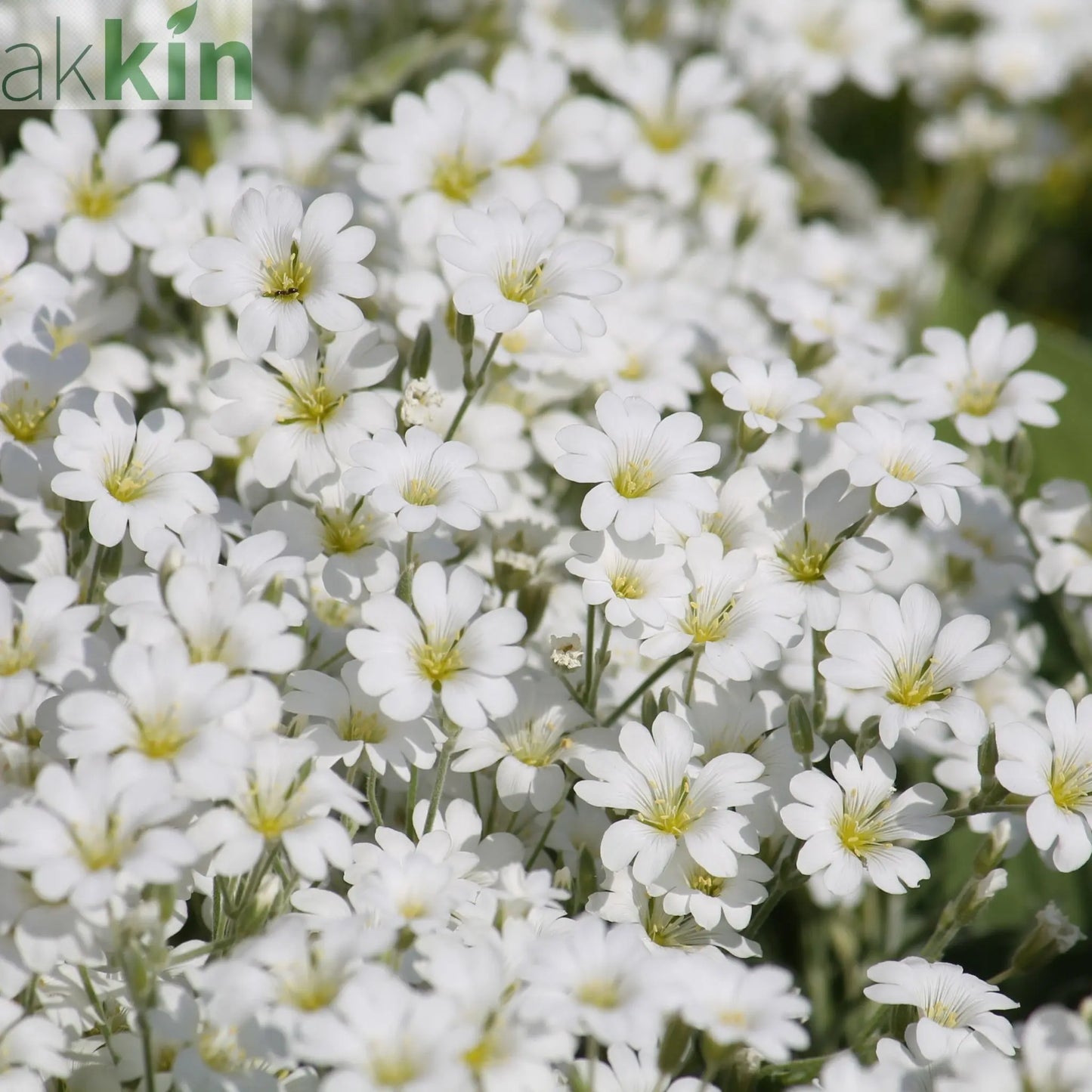 CERASTIUM tomentosum 9cm One Click Plants