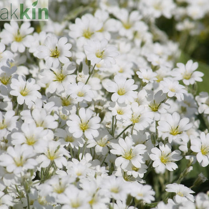 CERASTIUM tomentosum 9cm One Click Plants