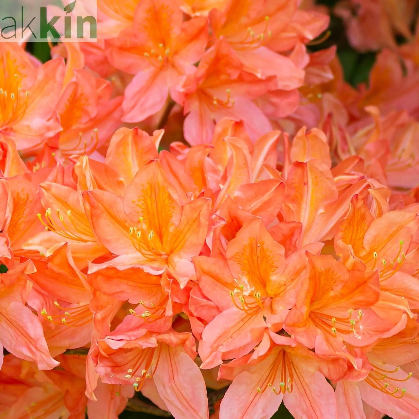 Rhododendron 'Tortoischell Orange' 5L One Click Plants
