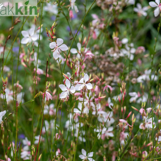 Gaura 'Whirling Butterflies' 9cm/2L One Click Plants