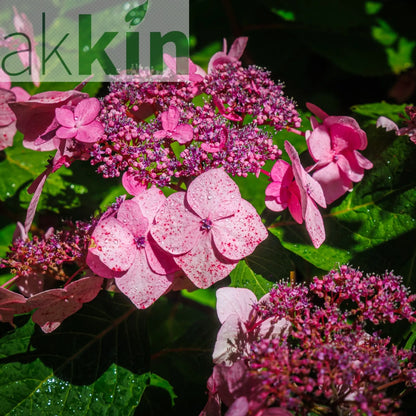 Hydrangea 'French Bolero' Pink 3L One Click Plants