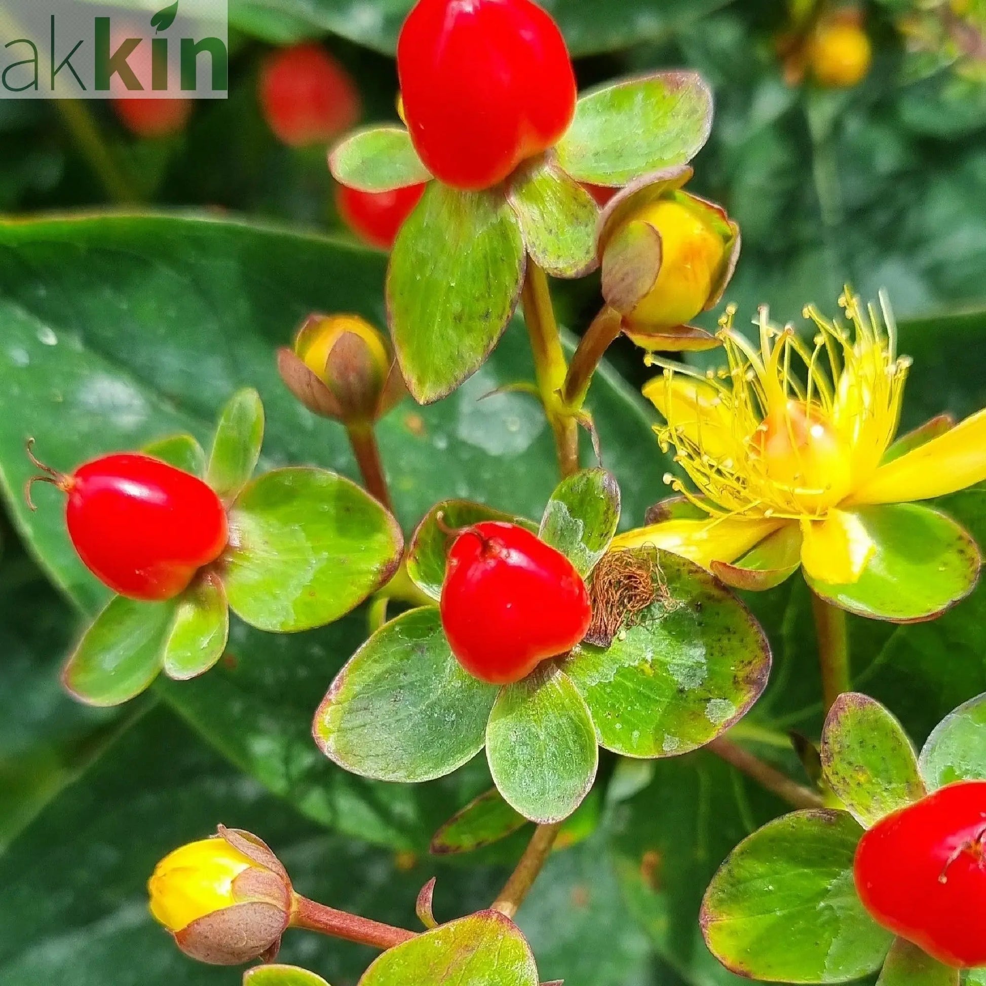 Hypericum 'Red Berry' 2L One Click Plants